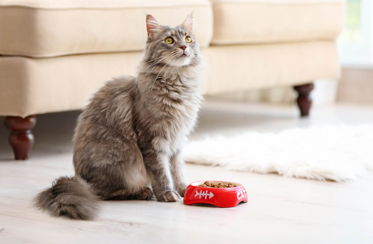 Кішка перестала їсти сухий корм: що робити