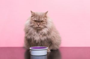 Кішка погано їсть сухий корм.