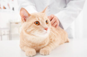 Кішку рве після сухого корму: причини і вирішення проблеми.