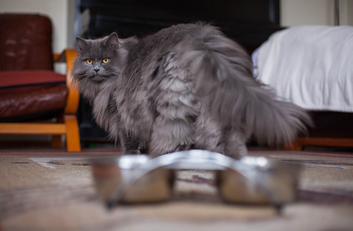 Кіт перестав їсти сухий корм: як бути