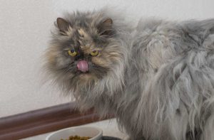 Класи сухих кормів для кішок: як розібратися.