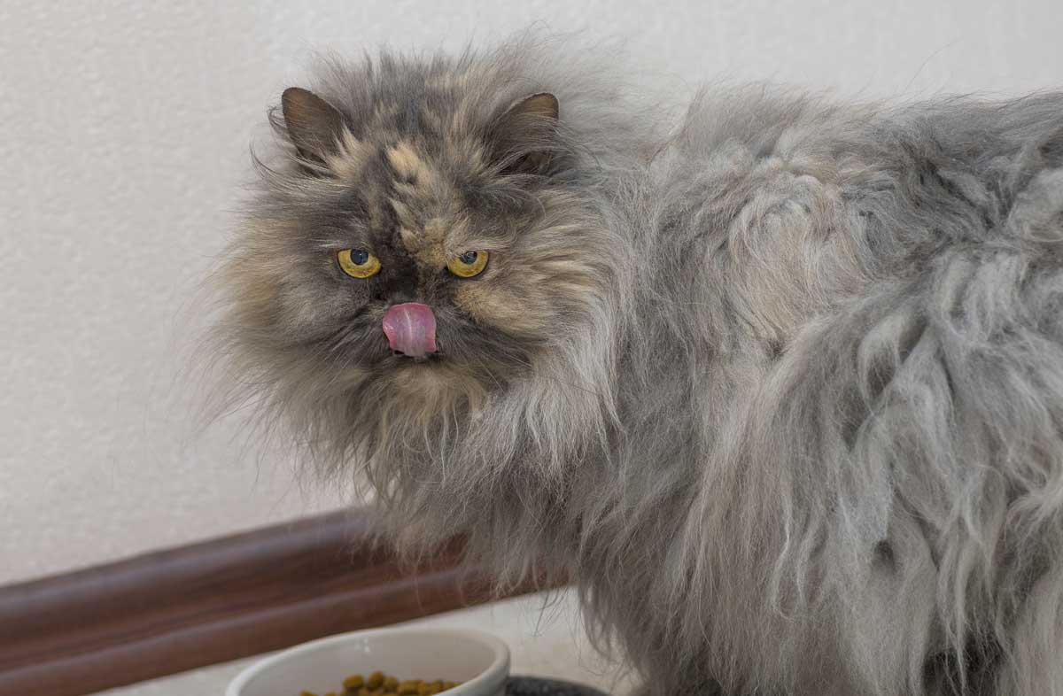 Класи сухих кормів для кішок: як розібратися