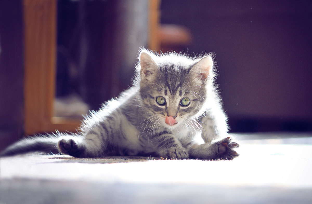 Коли кошеняті можна давати сухий корм