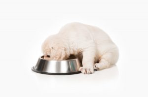 Коли цуценяті можна давати сухий корм?