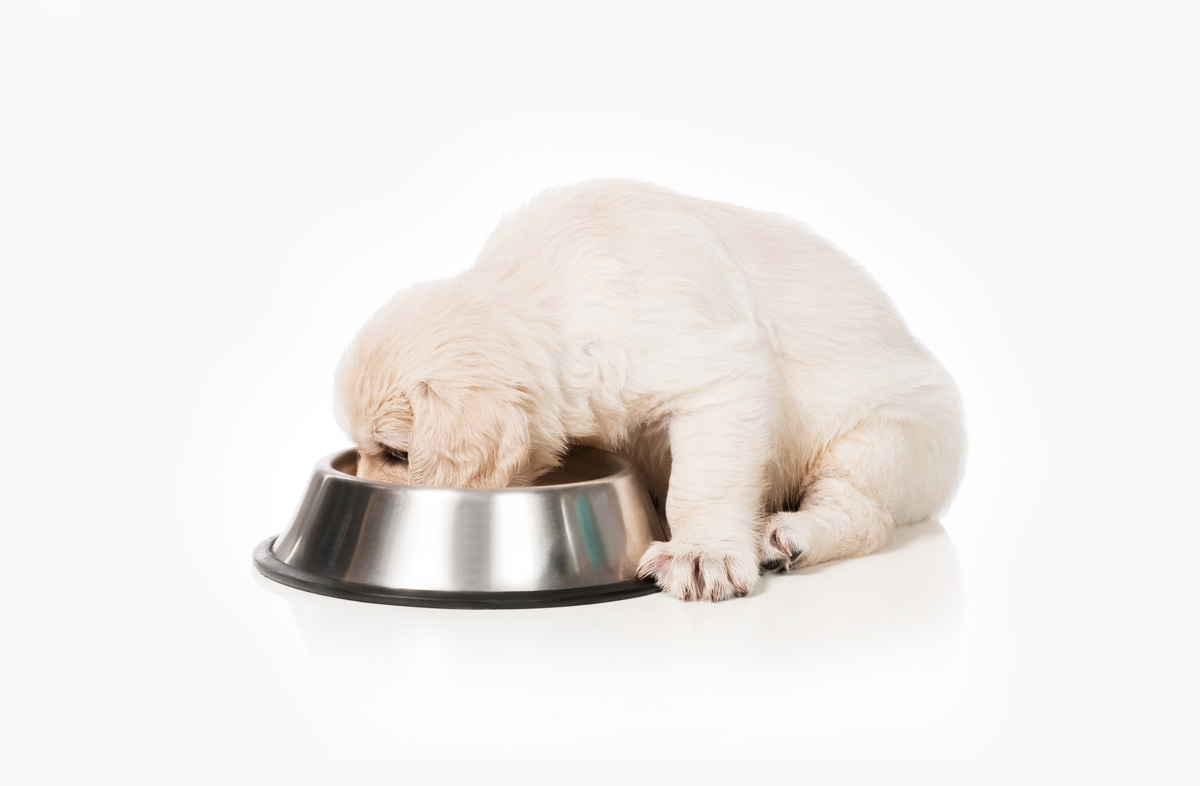 Коли цуценяті можна давати сухий корм