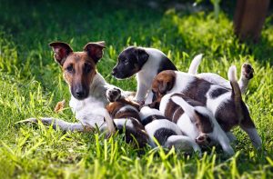 Можна годуючу собаку годувати сухим кормом?