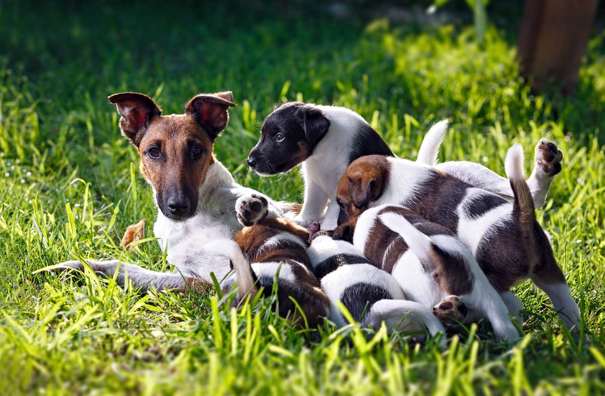 Можна годуючу собаку годувати сухим кормом