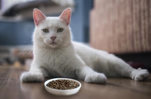 Найкращий сухий корм для кішок.