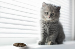 Норма сухого корму для кошенят.