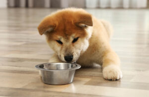 Особливості харчування цуценя сухим кормом.