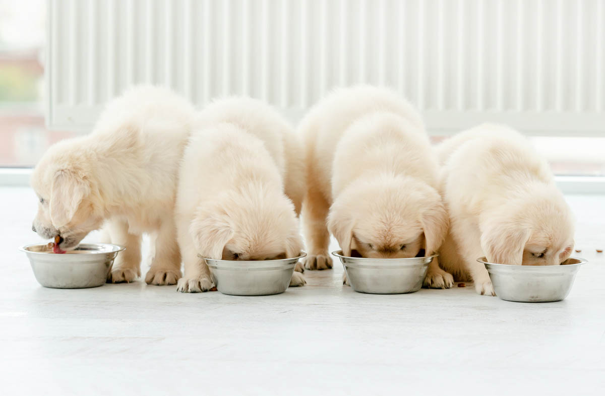 Перехід цуценя на сухий корм: основні правила