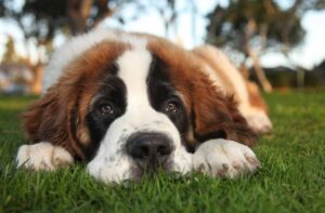 Пронос у цуценяти від сухого корму: хто винен і що робити?