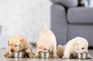 Прикорм цуценя сухим кормом: основні правила.
