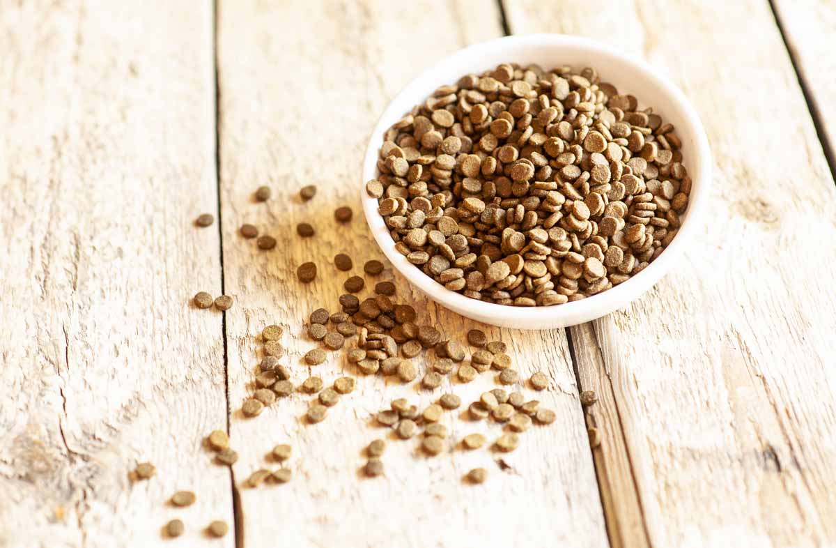 Привчаємо до сухого корму: 4 ради власнику