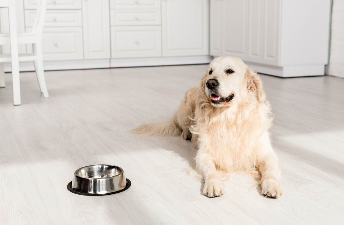 Раціон собаки на сухому кормі