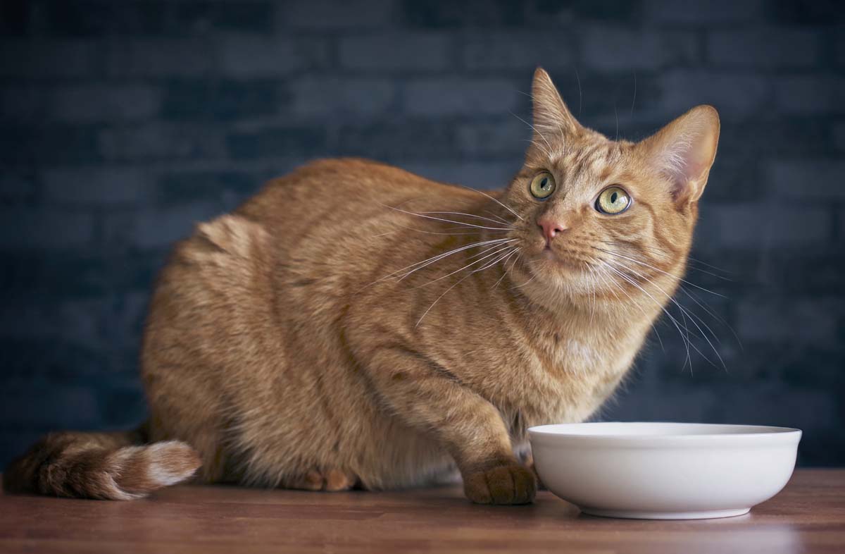 Рейтинг кормів для кішок: чи можна їм вірити