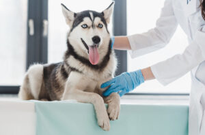 Рідкий стілець від сухого корму: що робити?