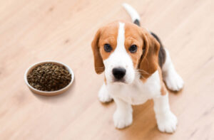 Щеня не набирає вагу на сухому кормі: що робити?