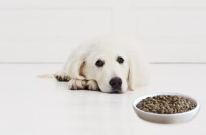 Щеня не їсть сухий корм: що робити?