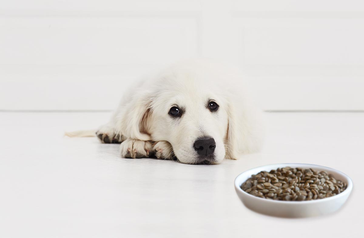 Щеня не їсть сухий корм: що робити
