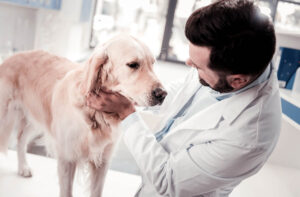 Що робити, якщо собаку рве сухим кормом?