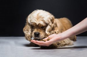 Шкода сухого корму для собак.