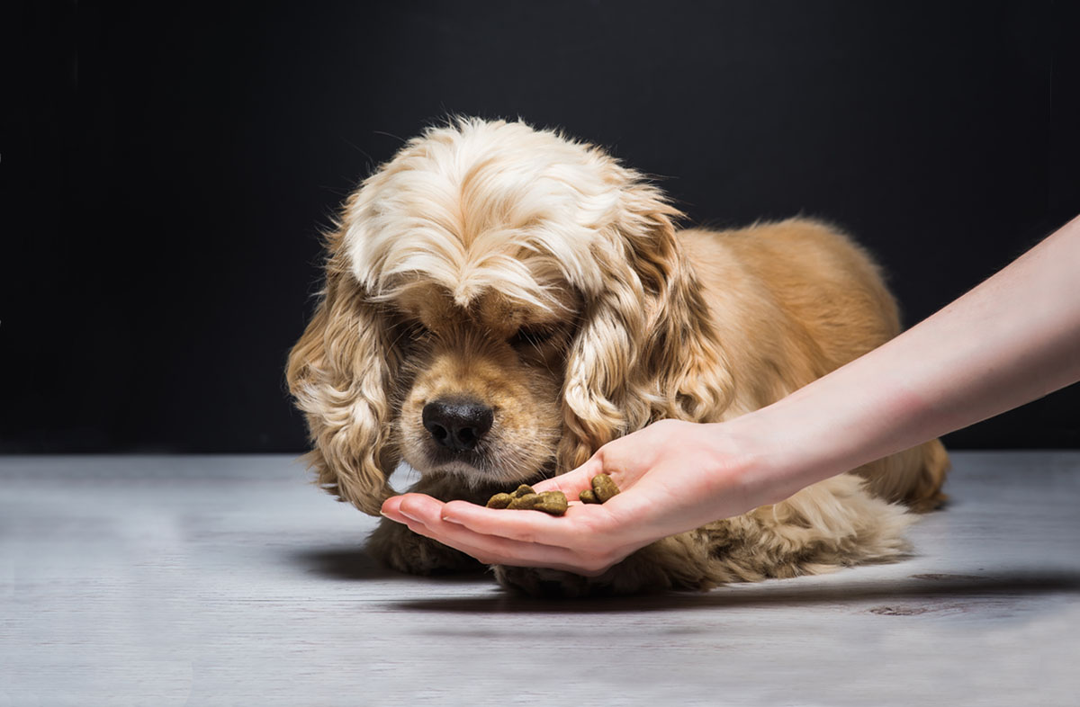Шкода сухого корму для собак