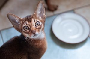 Скільки часу кішка може без корму?