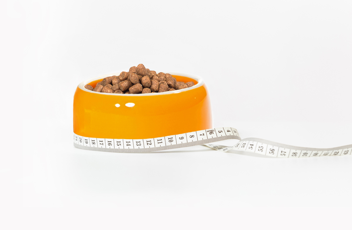 Скільки грам сухого корму давати вихованцеві