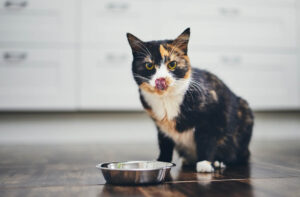 Скільки корму потрібно кішці в місяць?