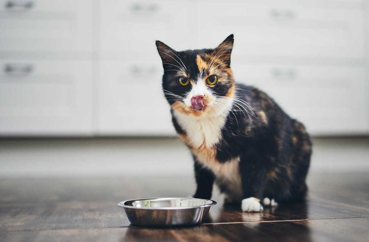 Скільки корму потрібно кішці в місяць