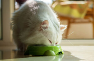 Скільки корму повинна з’їдати кішка?