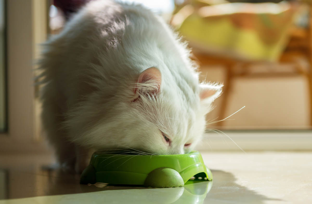 Скільки корму повинна з'їдати кішка