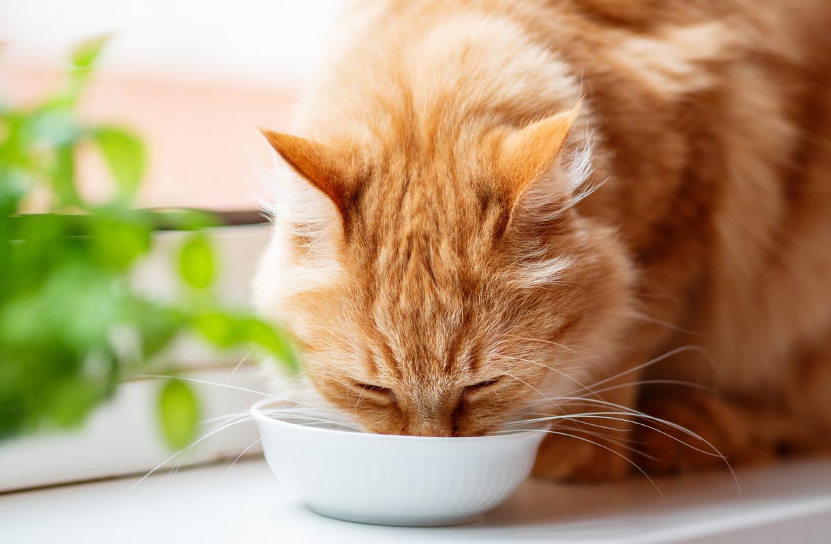 Скільки корму з'їдає кішка в день