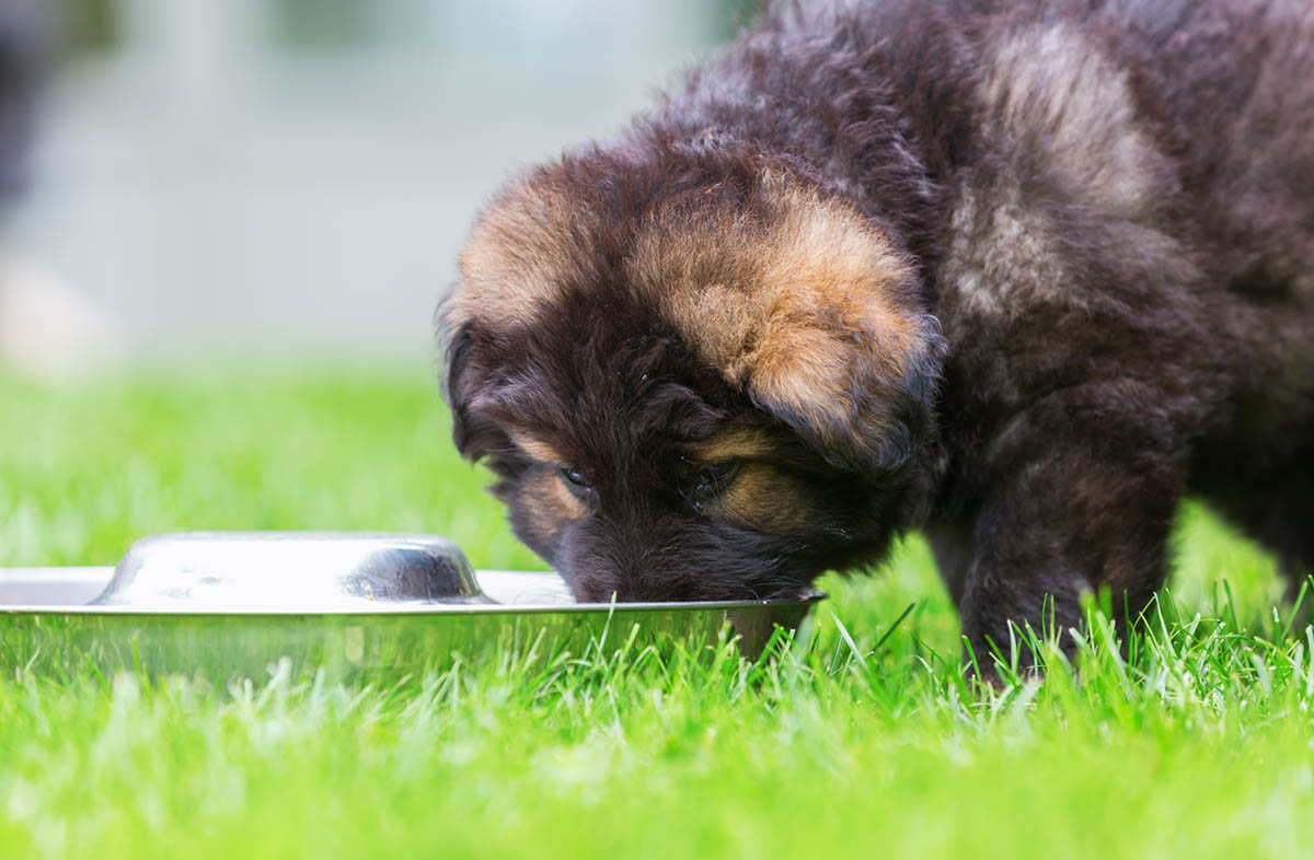 Скільки сухого корму давати цуценяті