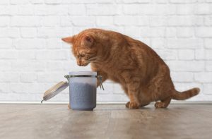 Скільки сухого корму в день потрібно тварині?