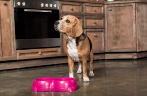 Собака перестала їсти сухий корм: що робити?