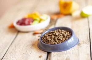 Сухий корм зі звичайною їжею: можна чи ні?