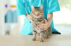 Симптоми при годуванні сухим кормом.