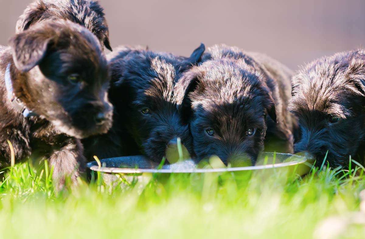 Як годувати сухим кормом цуценя