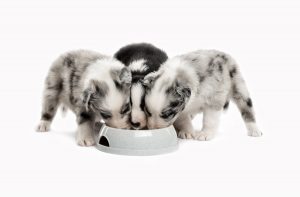Як годувати цуценя в 2 місяці сухим кормом?