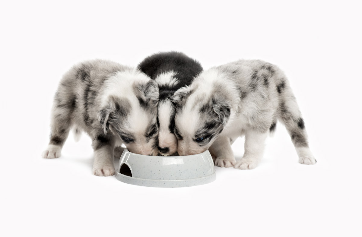 Як годувати цуценя в 2 місяці сухим кормом