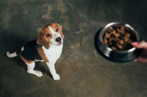 Як оцінювати якість сухих кормів для собак?