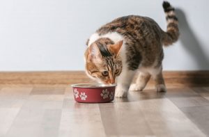 Як перевести кішку на сухий корм?