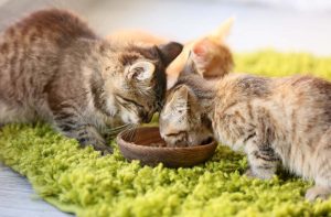 Як перевести кошеня на сухий корм?