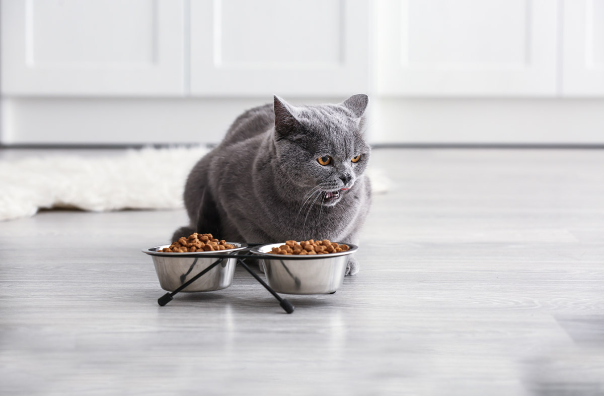Як перевести кота на сухий корм