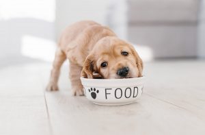Як перевести цуценя на сухий корм?