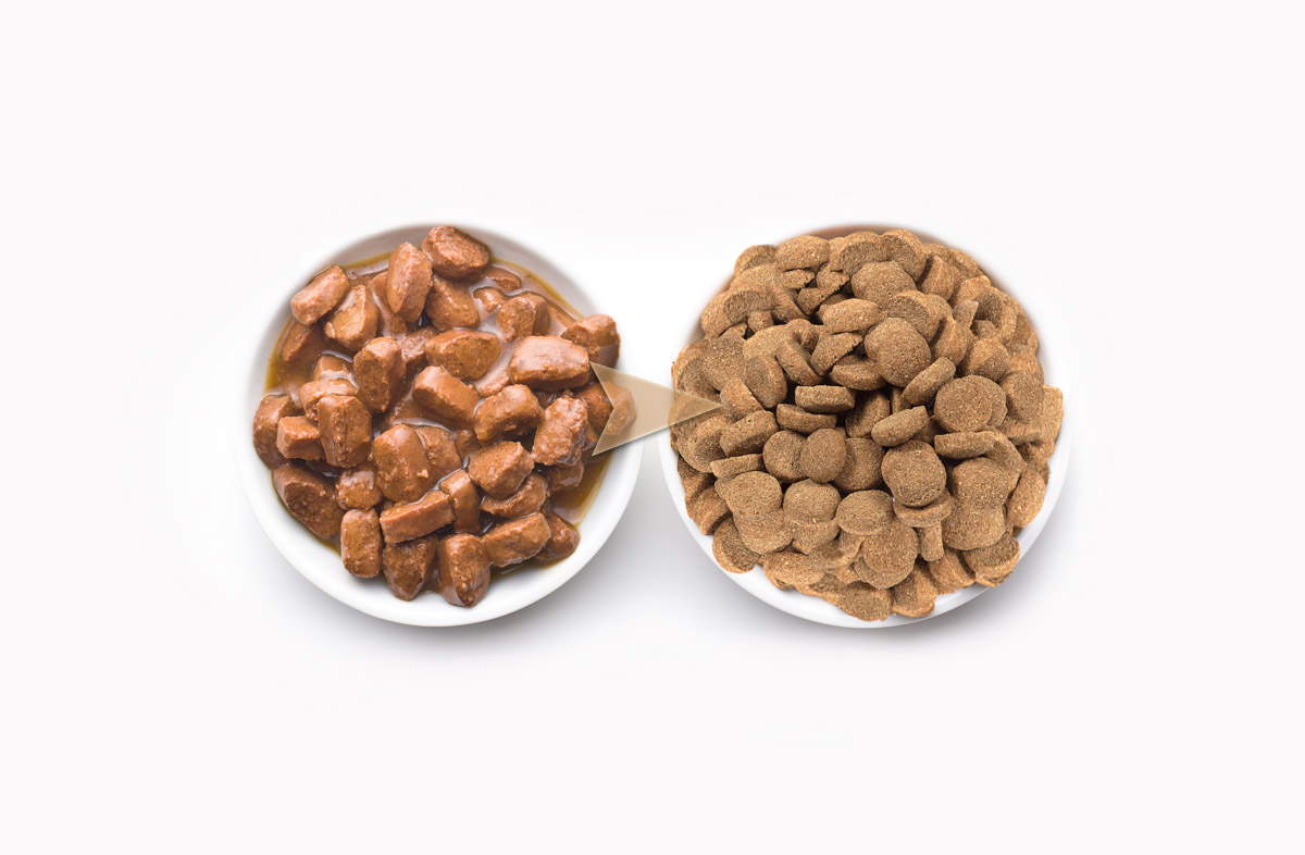 Як перевести вихованця з вологого корму на сухий