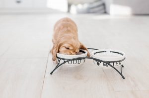 Як переводити цуценя на інший сухий корм?