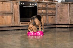 Як правильно годувати собаку сухим кормом: 5 принципів.